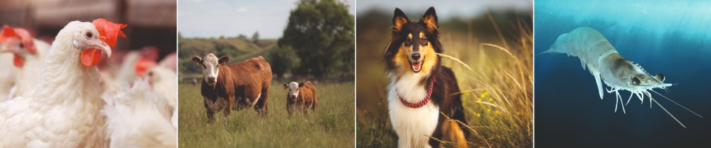 MSD Animal Health Logo